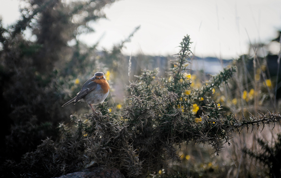 Evolution MG 6090 DxO